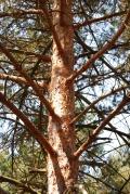Pinus sylvestris <br> (Maite Santisteban Rivero)